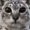 owlcatirl