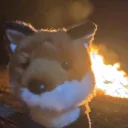 junk_kitten