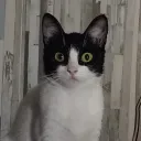 cxzcdxx