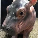hippodan