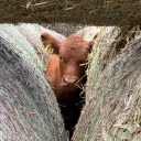 stuck_cow1