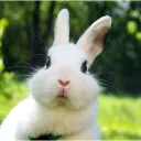 chocolateiethan avatar