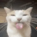 degusta pinto rindo's Avatar