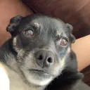 laabsta