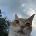 aviuus