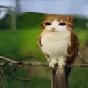 maowtf_