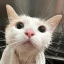 indiefoxproductions