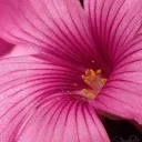 thithus
