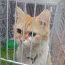 avatar ominous femboy