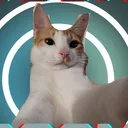 sharee_meow