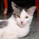 abeoplayz