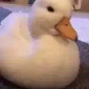 avatar 𝕪 ≽ ^⎚ ˕ ⎚^ ≼ 𝕩