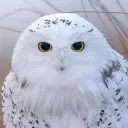 owl_ovo