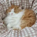 lyncxe