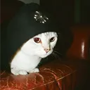 javnoo