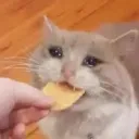 __viv__