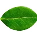 krny4587