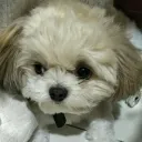 yanaoo