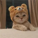 teddydgaf