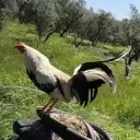 elgalloking
