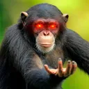 monkemad