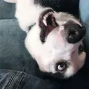 itzpillow