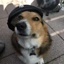warcorgi7355