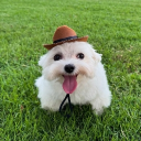 avatar Chucklevoodoos