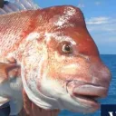 fishy21