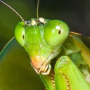 avatar mantodea