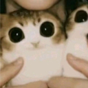 avatar Proboszcz Adrian Meowl