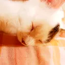 nyacochi_y