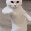 adcakearts