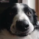 pucaismydog