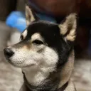 blackshibawel