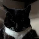 caffeinehag
