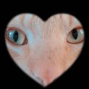 avatar Ali