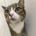 nyantho