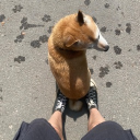 avatar ૮･ﻌ･ა