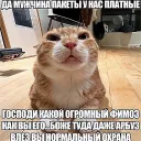 Аватар nayazeko