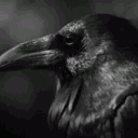 blackbirdater