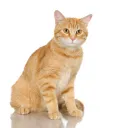 catsrule the silly goof