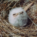 avatar O Dog Lendário