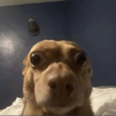 avatar O Dog Lendário