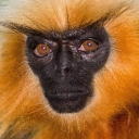 avatar O Dog Lendário