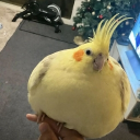 Discord Avatar