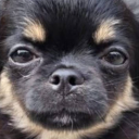 avatar Niezla koxuwa