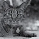 beatenbobcat