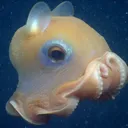 amperline