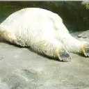 rianliber
